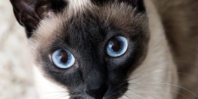 Things to consider when adopting a cat