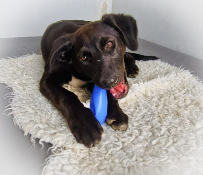 Jazza Young Puppy for Adoption