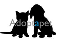 Things to consider when adopting a cat