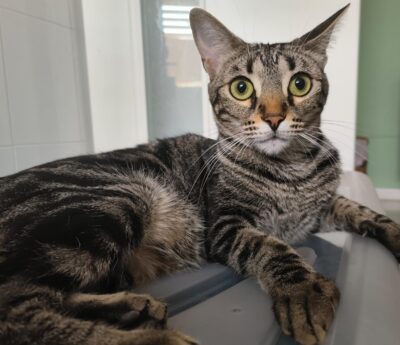 Misha for adoption