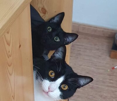 Vito & Ninja for adoption